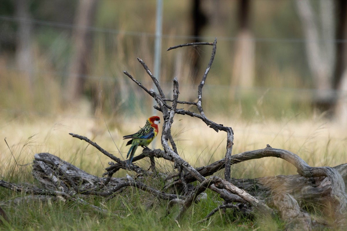 Eastern Rosella - ML519784891