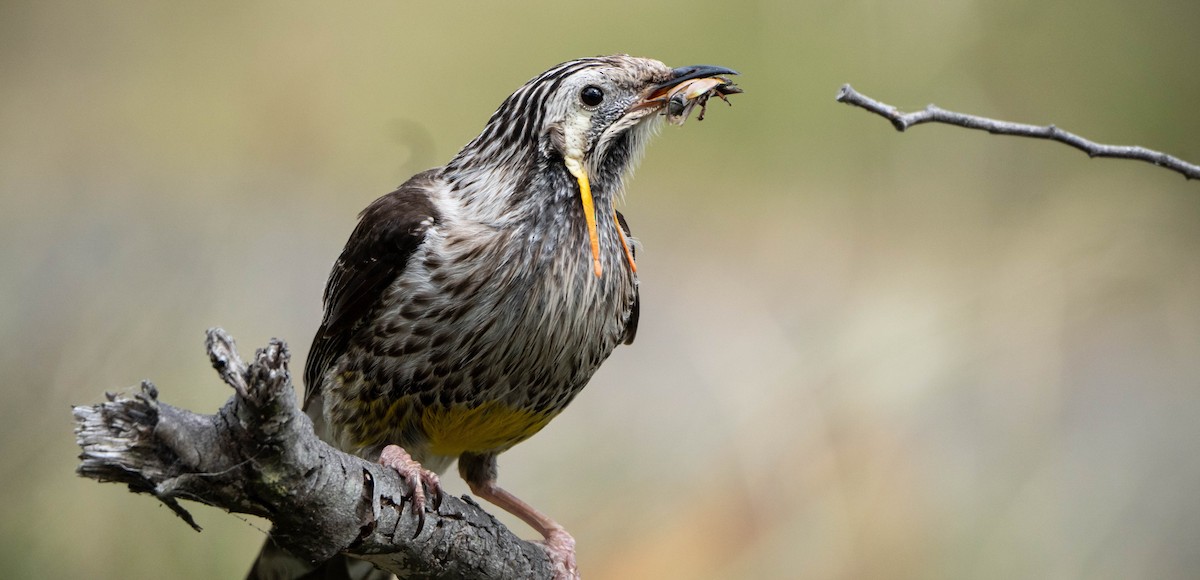 Yellow Wattlebird - ML519784921