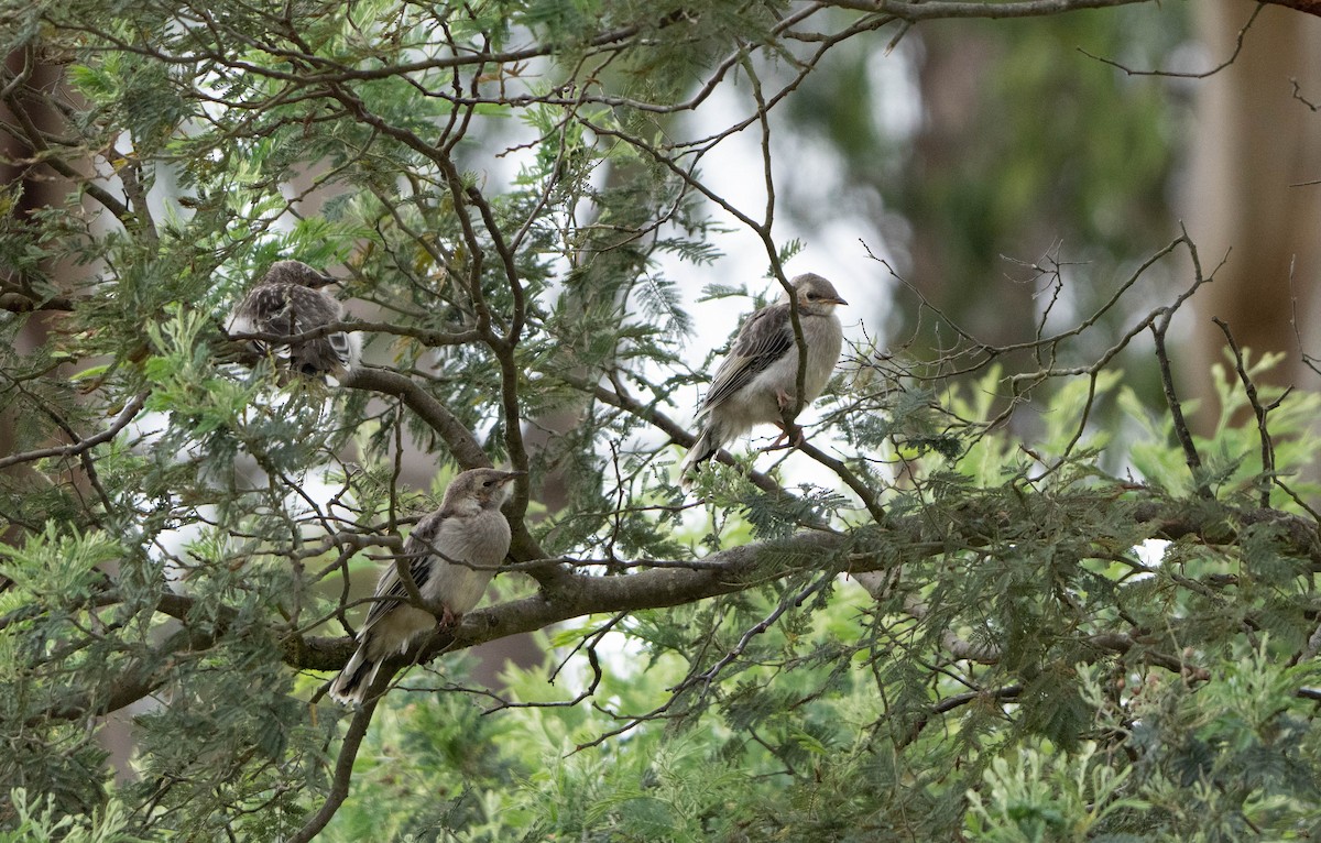 Yellow Wattlebird - ML519784941