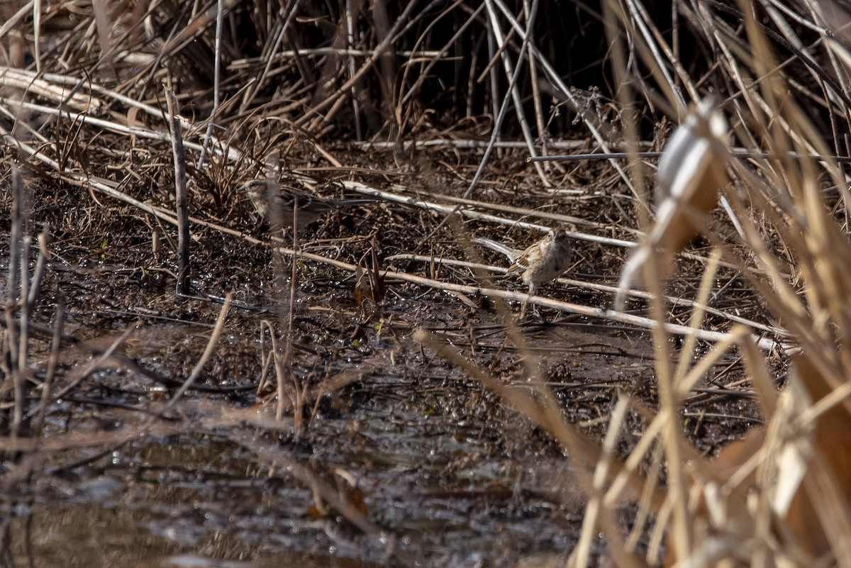 American Tree Sparrow - ML519785301