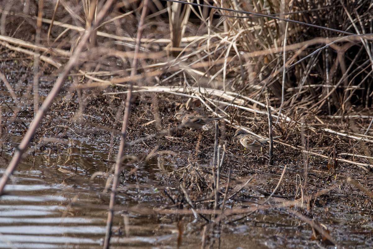 American Tree Sparrow - ML519785311