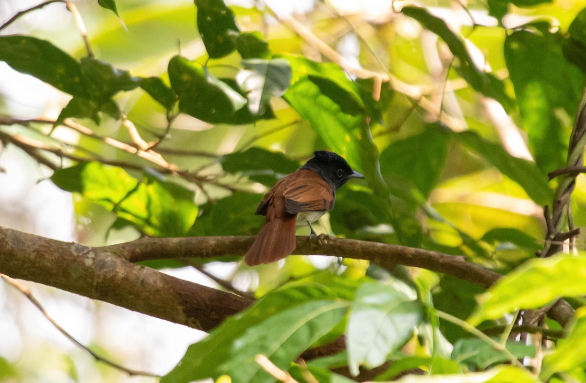 Amur Paradise-Flycatcher - ML519785921