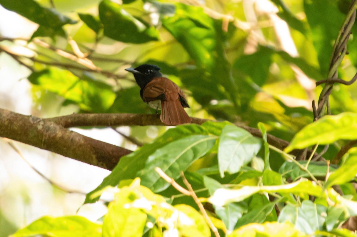 Amur Paradise-Flycatcher - ML519785931