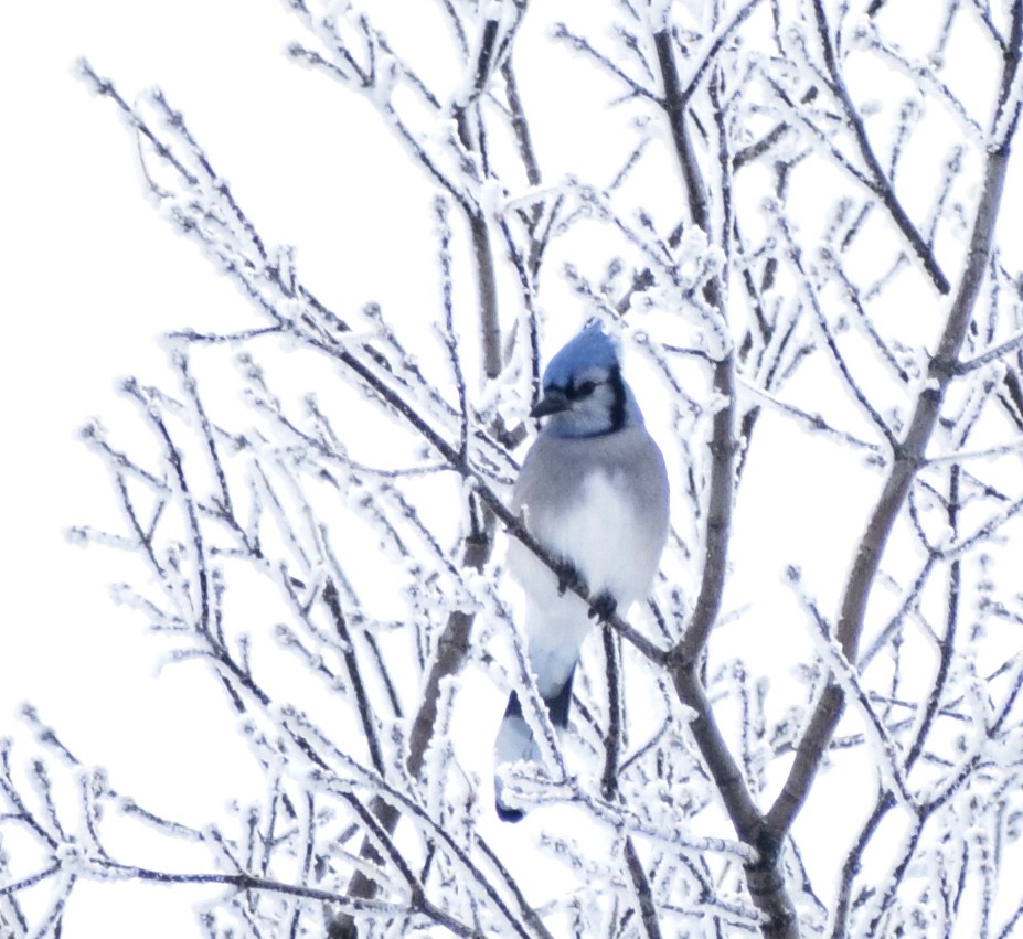 Blue Jay - ML519786191