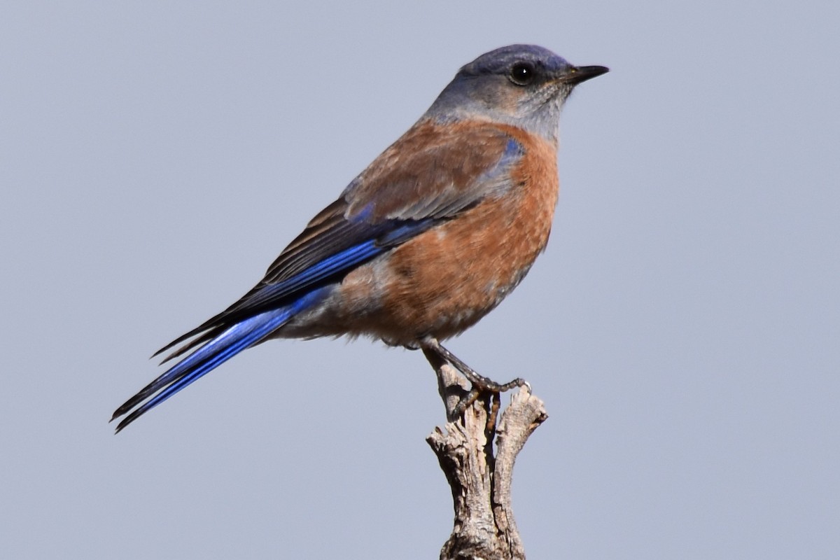 Western Bluebird - ML519787001