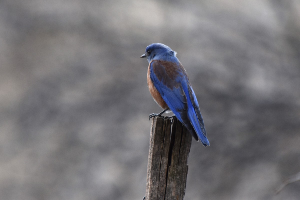Western Bluebird - ML519787011