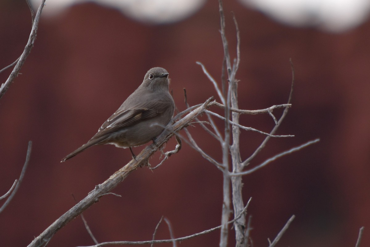 Townsend's Solitaire - ML519787531