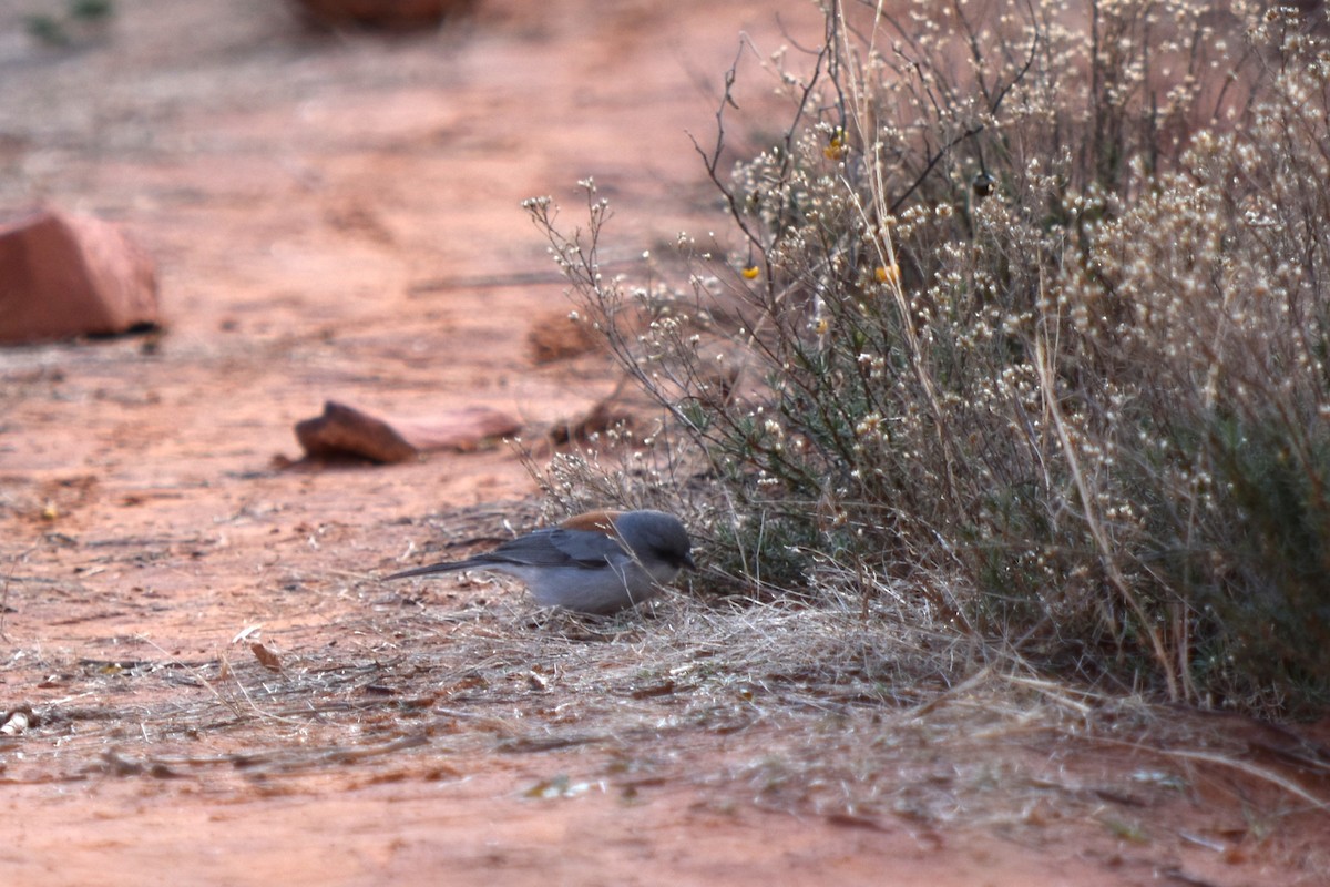 Dark-eyed Junco - ML519787821