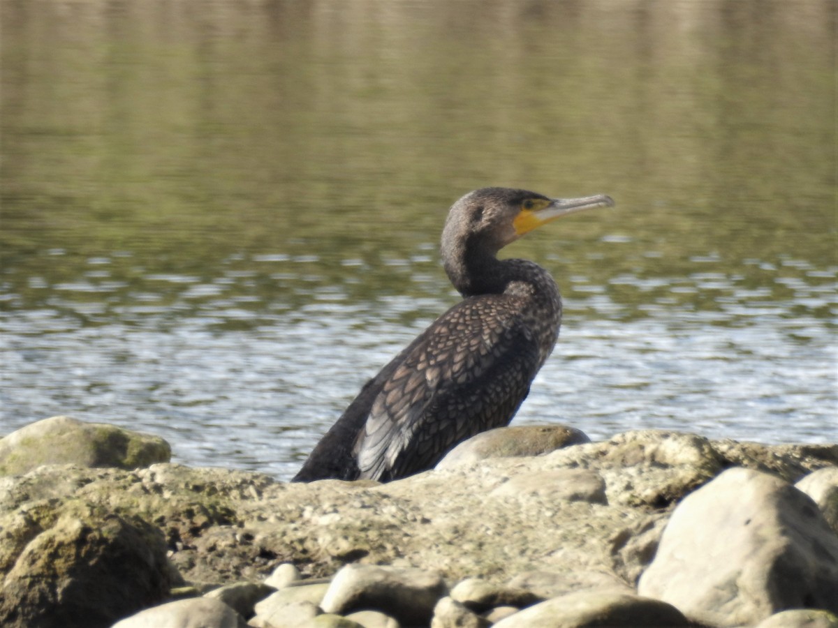 Great Cormorant - ML519787951