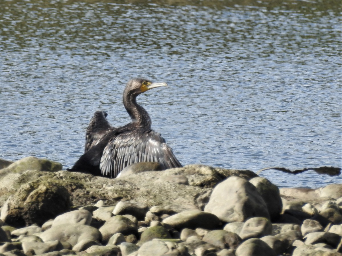 Great Cormorant - ML519787961