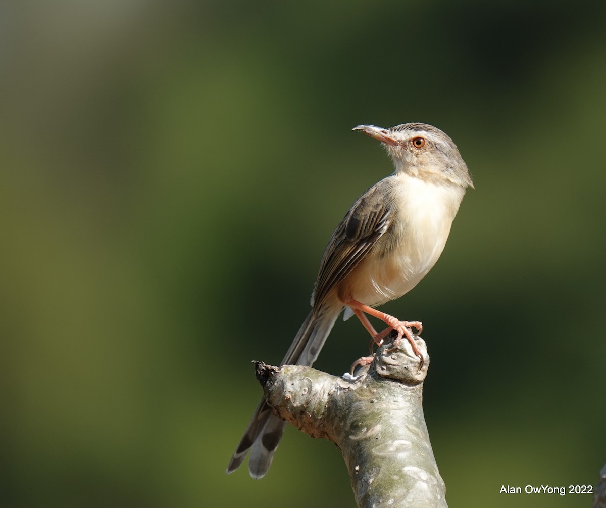 アジアマミハウチワドリ - ML519788001