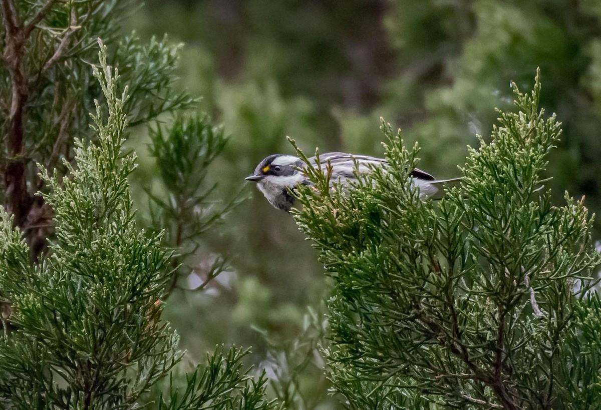 Black-throated Gray Warbler - ML519788401