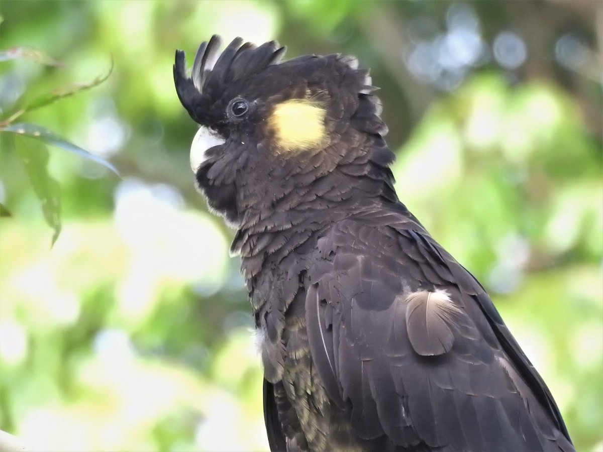 Yellow-tailed Black-Cockatoo - ML519788441