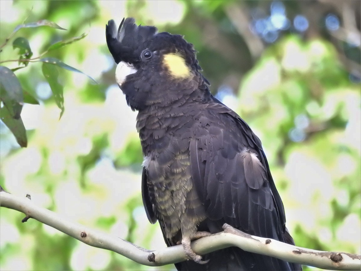 Yellow-tailed Black-Cockatoo - ML519788451