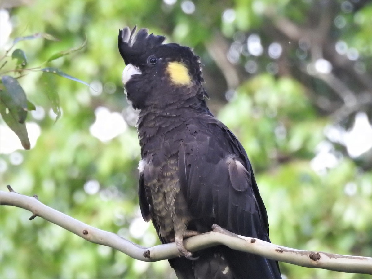 Yellow-tailed Black-Cockatoo - ML519788471