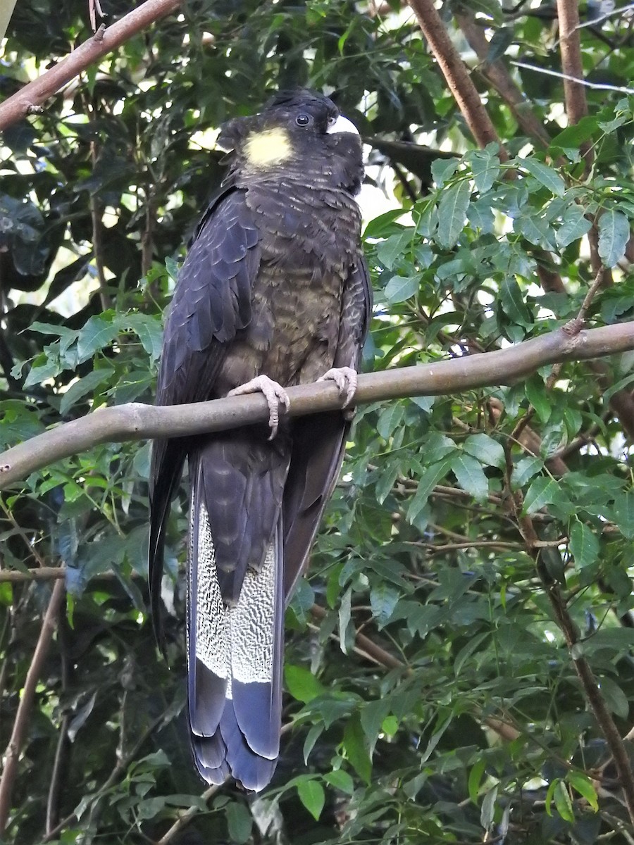 Yellow-tailed Black-Cockatoo - Guy Castley