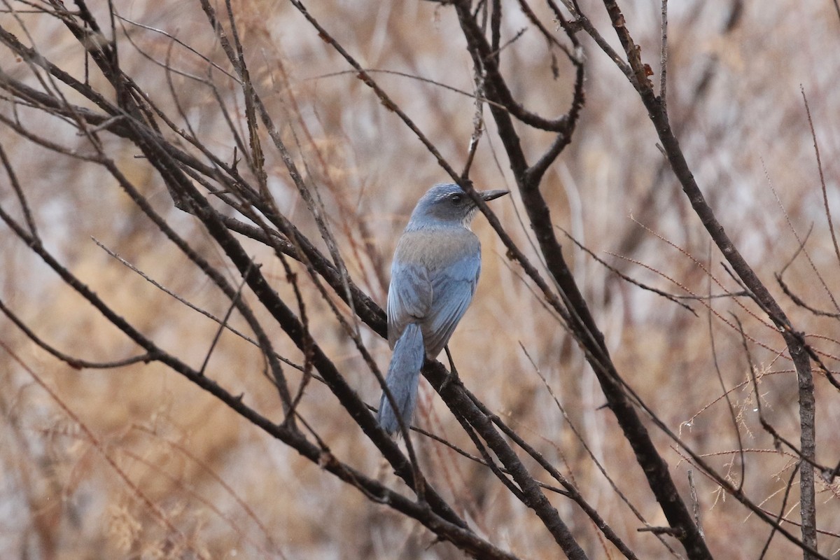 Woodhouse's Scrub-Jay - Keith D Kamper