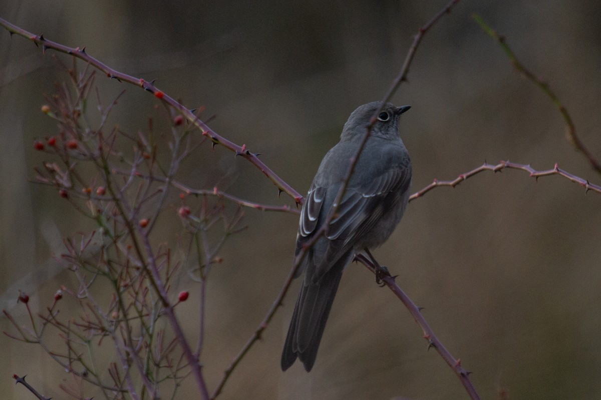 Townsend's Solitaire - ML519789831