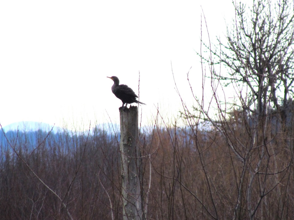 Double-crested Cormorant - ML519790111