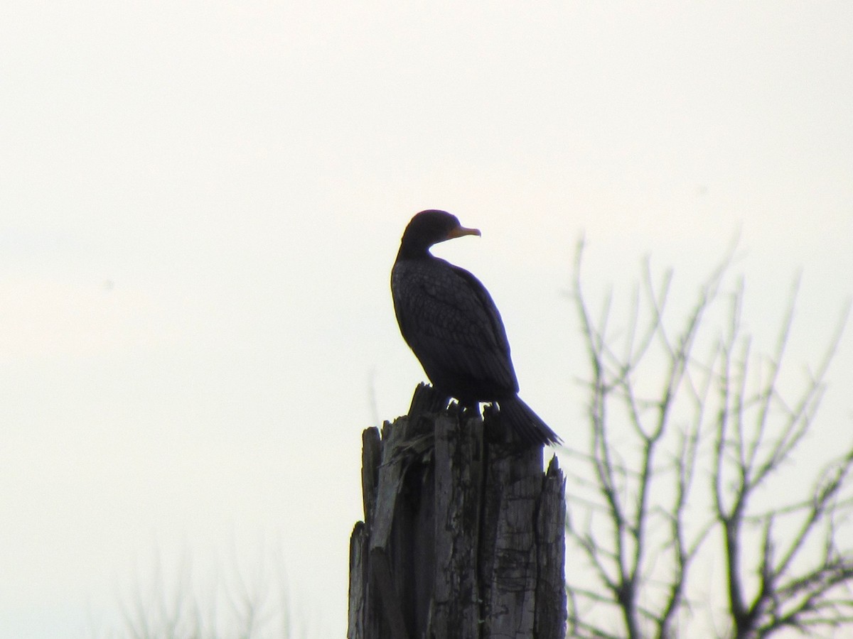 Double-crested Cormorant - ML519790121