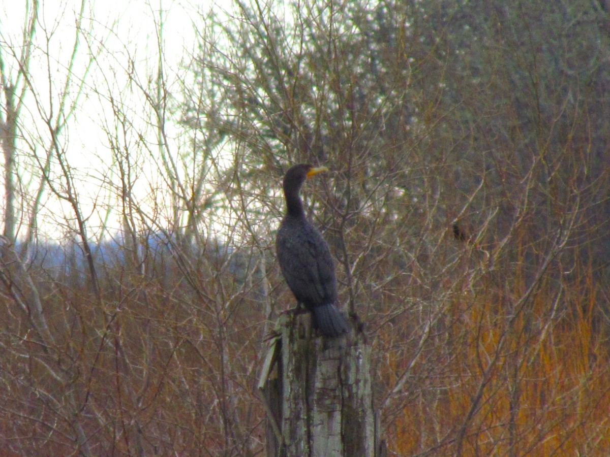 Double-crested Cormorant - ML519790131