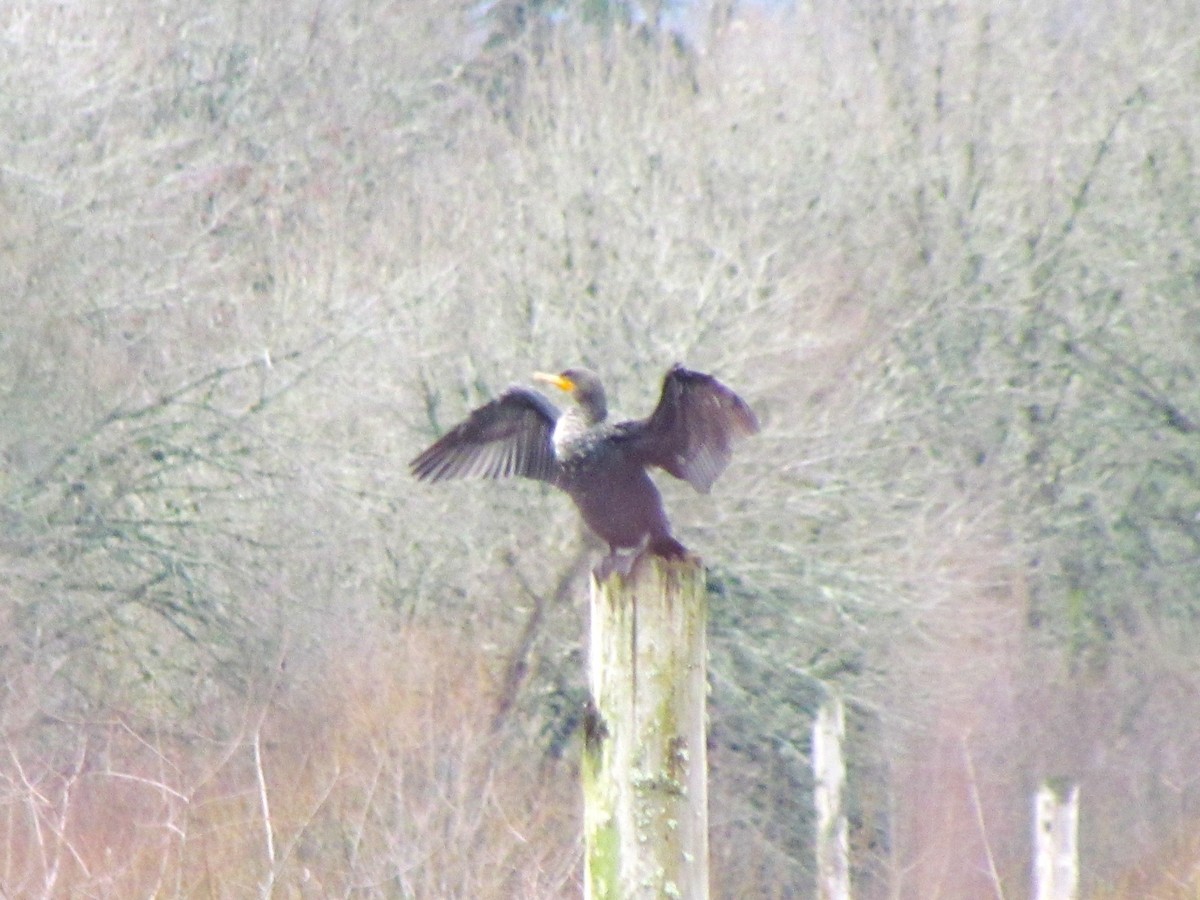 Double-crested Cormorant - Alicia Soine