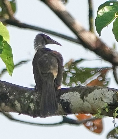 Медівник серамський - ML519790331