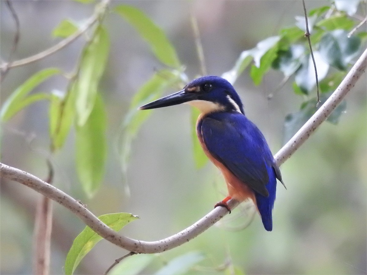 Azure Kingfisher - ML519790411