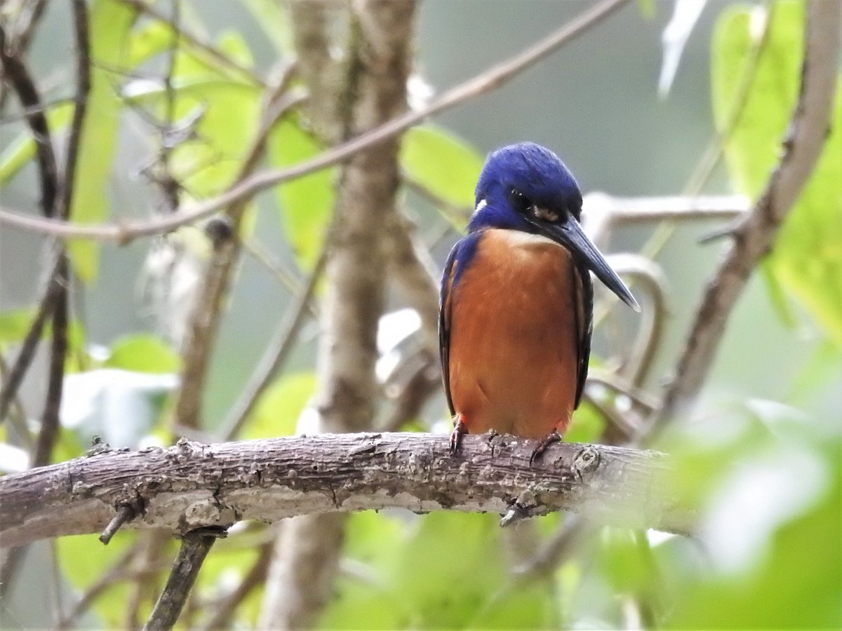 Azure Kingfisher - ML519790421