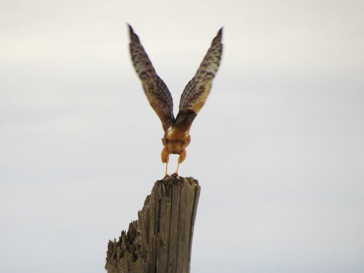 Northern Harrier - ML519790461