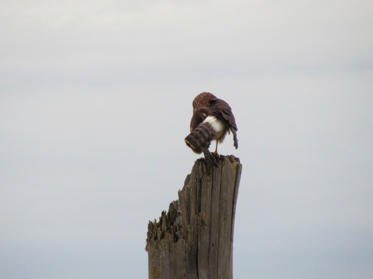 Northern Harrier - ML519790471