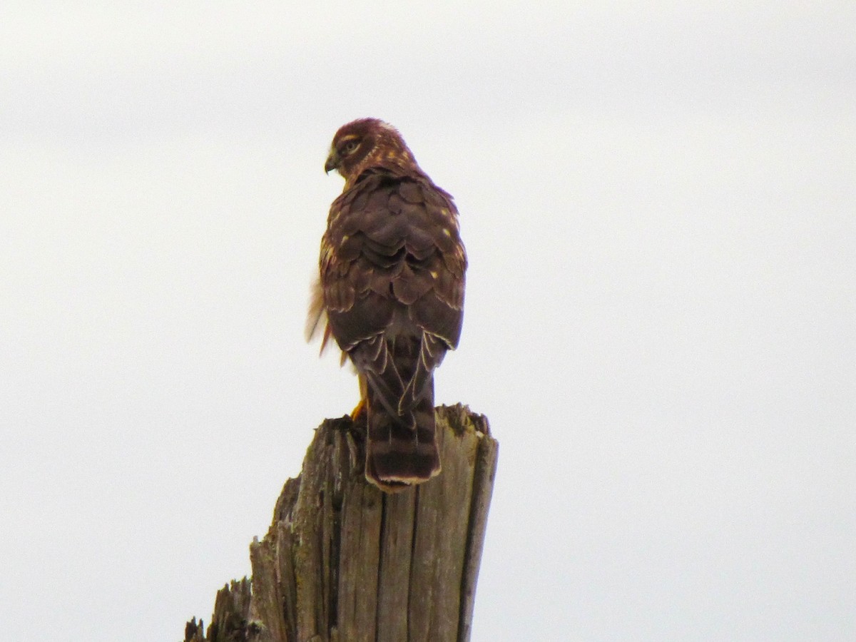 Northern Harrier - ML519790481