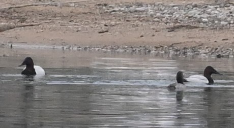 Canvasback - ML519791141