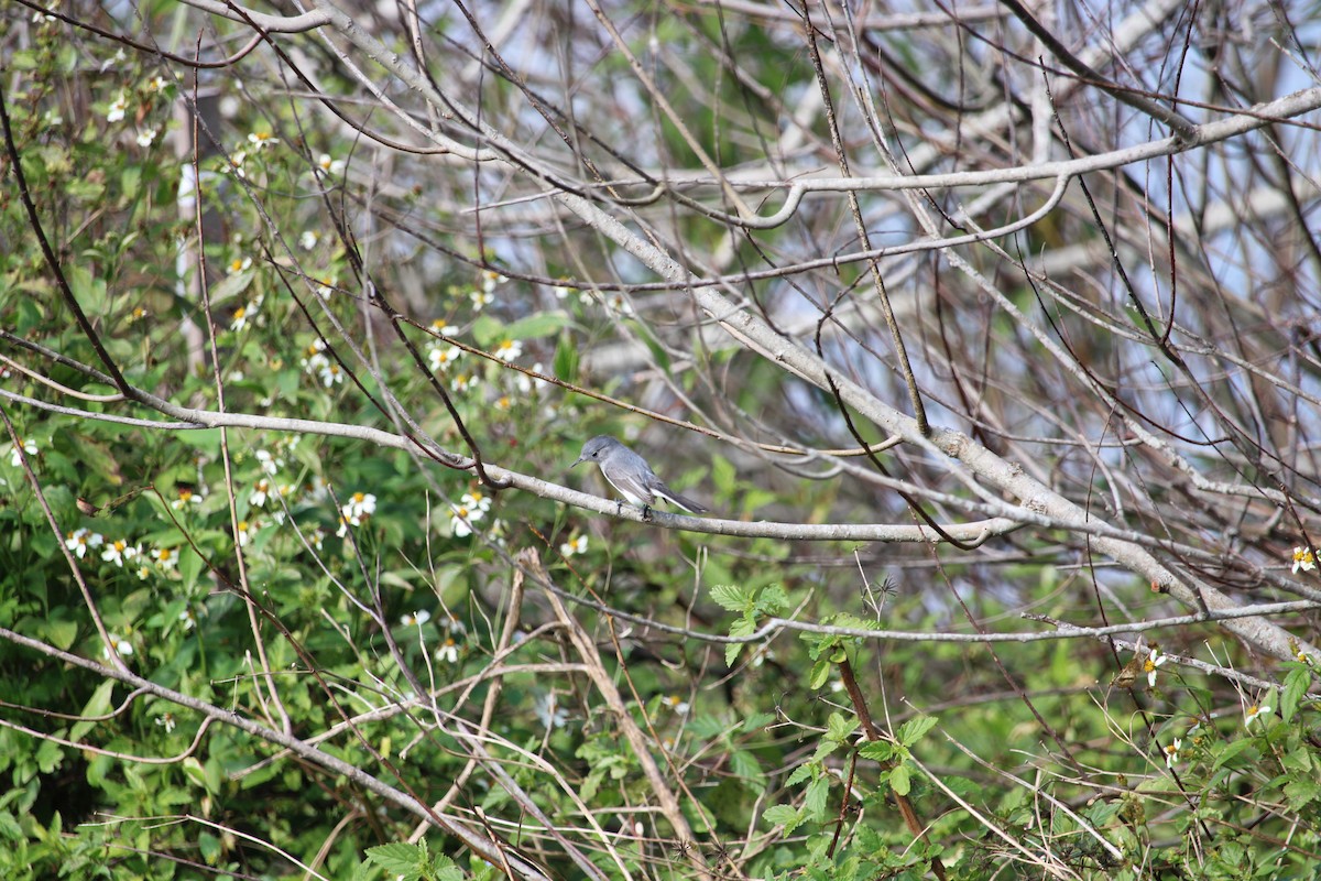 Blue-gray Gnatcatcher - ML519791991