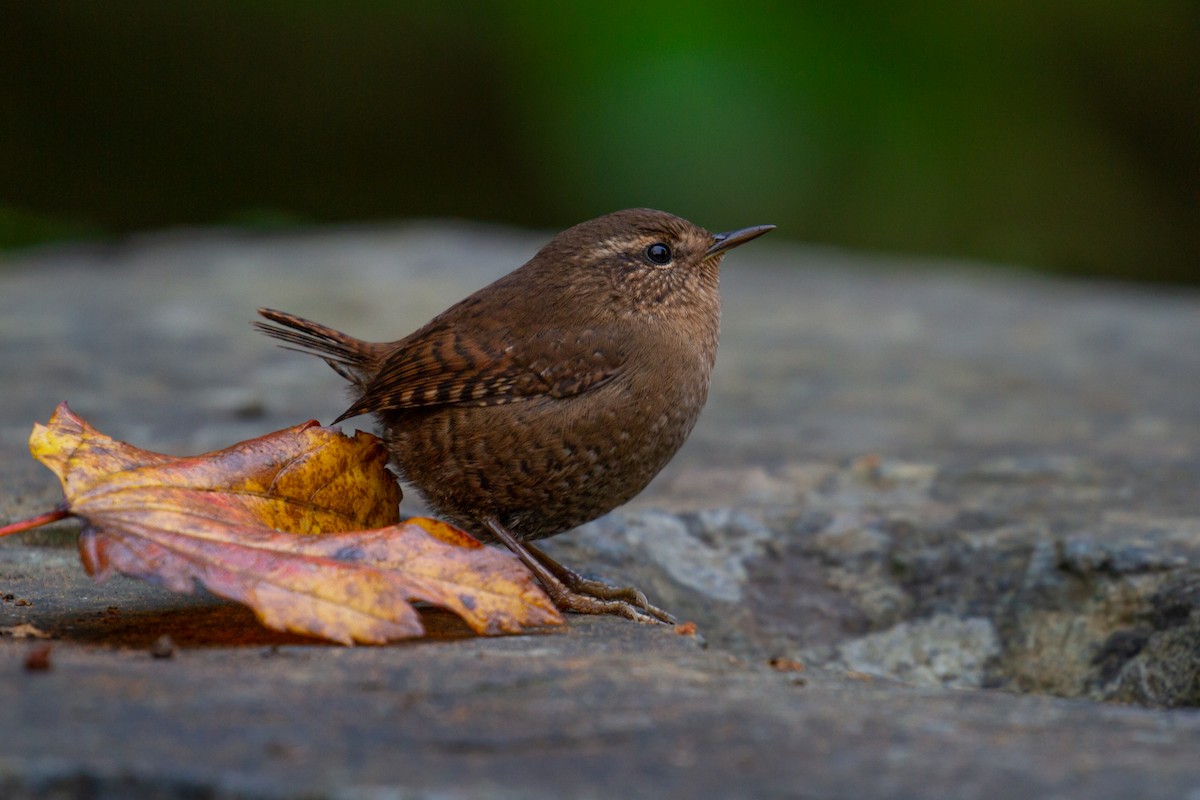 Pacific Wren - ML519792451