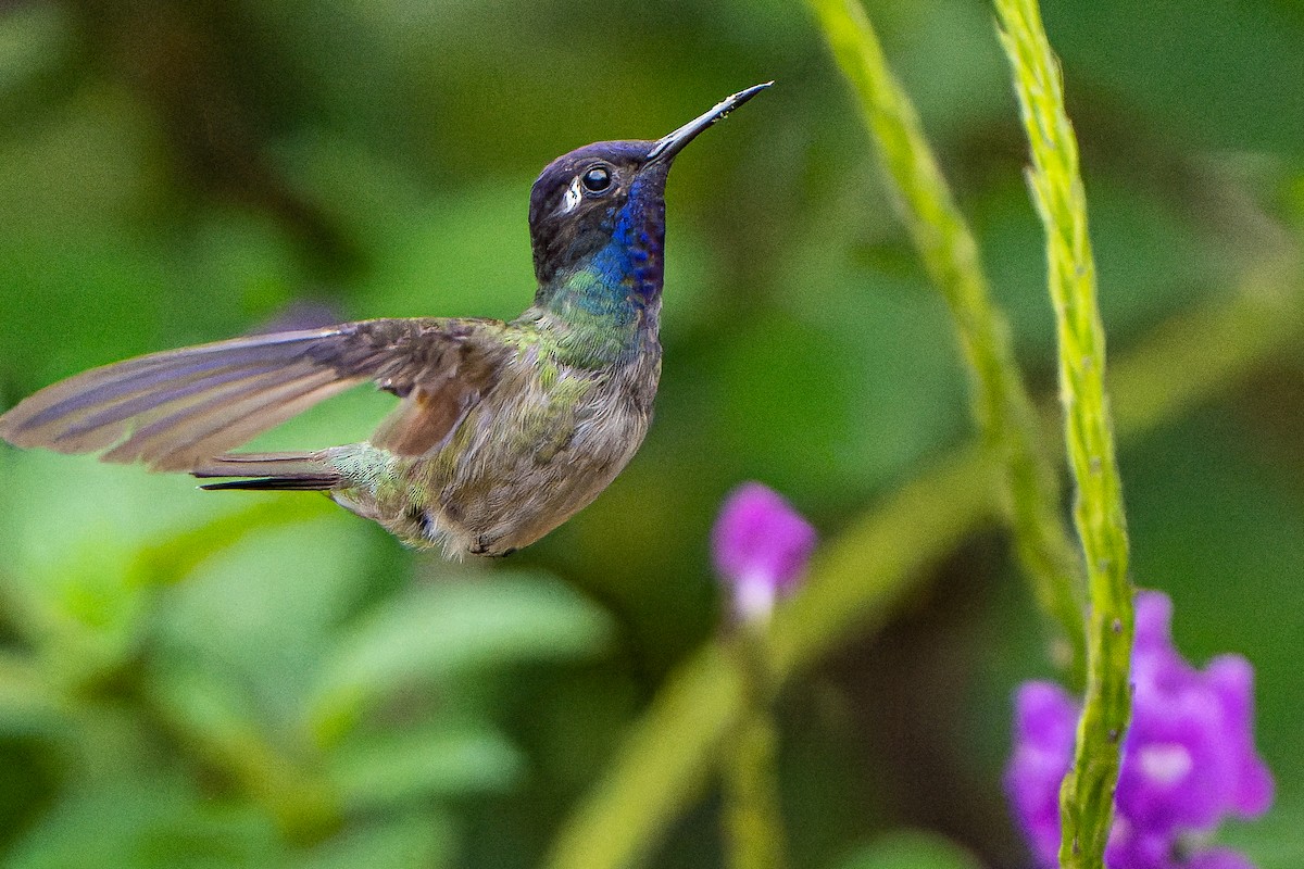 Violet-headed Hummingbird - William Hemstrom