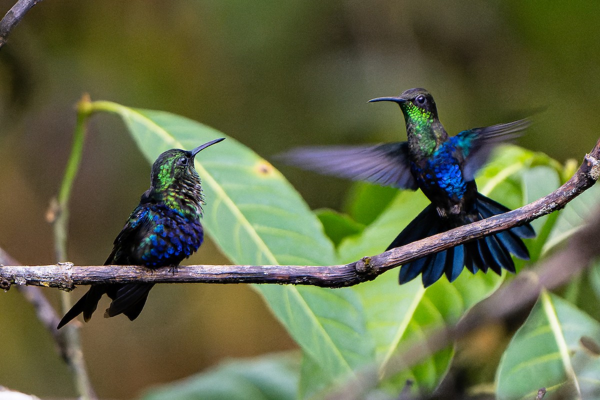 Fork-tailed Woodnymph - William Hemstrom