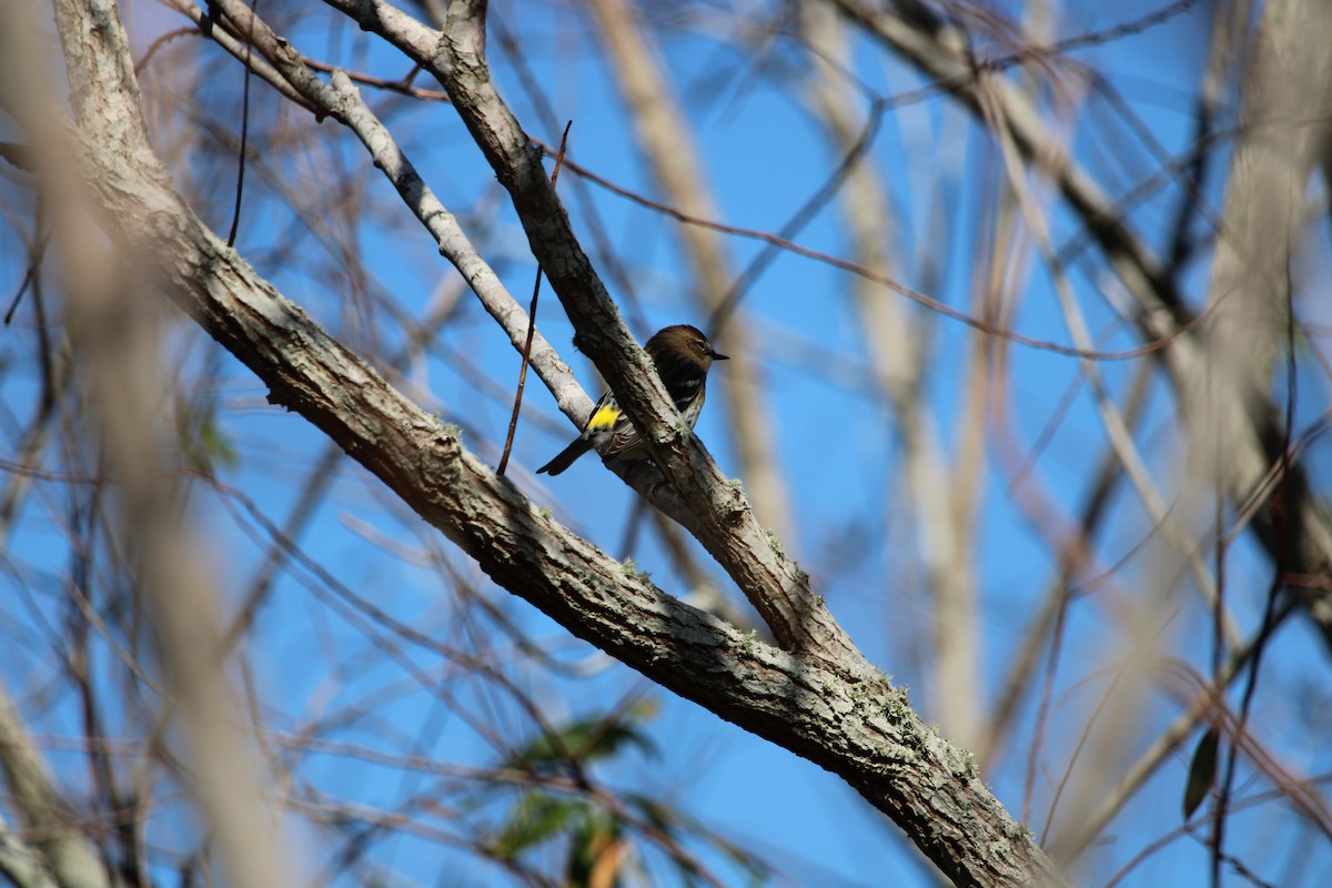 Yellow-rumped Warbler - ML519793581