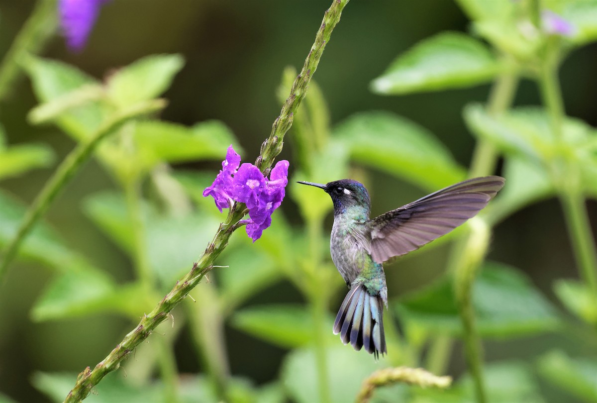 Violet-headed Hummingbird - Braydon Luikart
