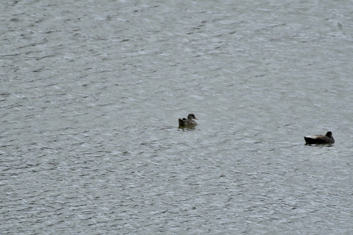 Gadwall - ML519794321