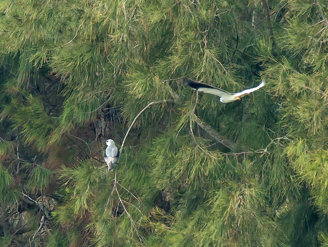 黑翅鳶 - ML519794401