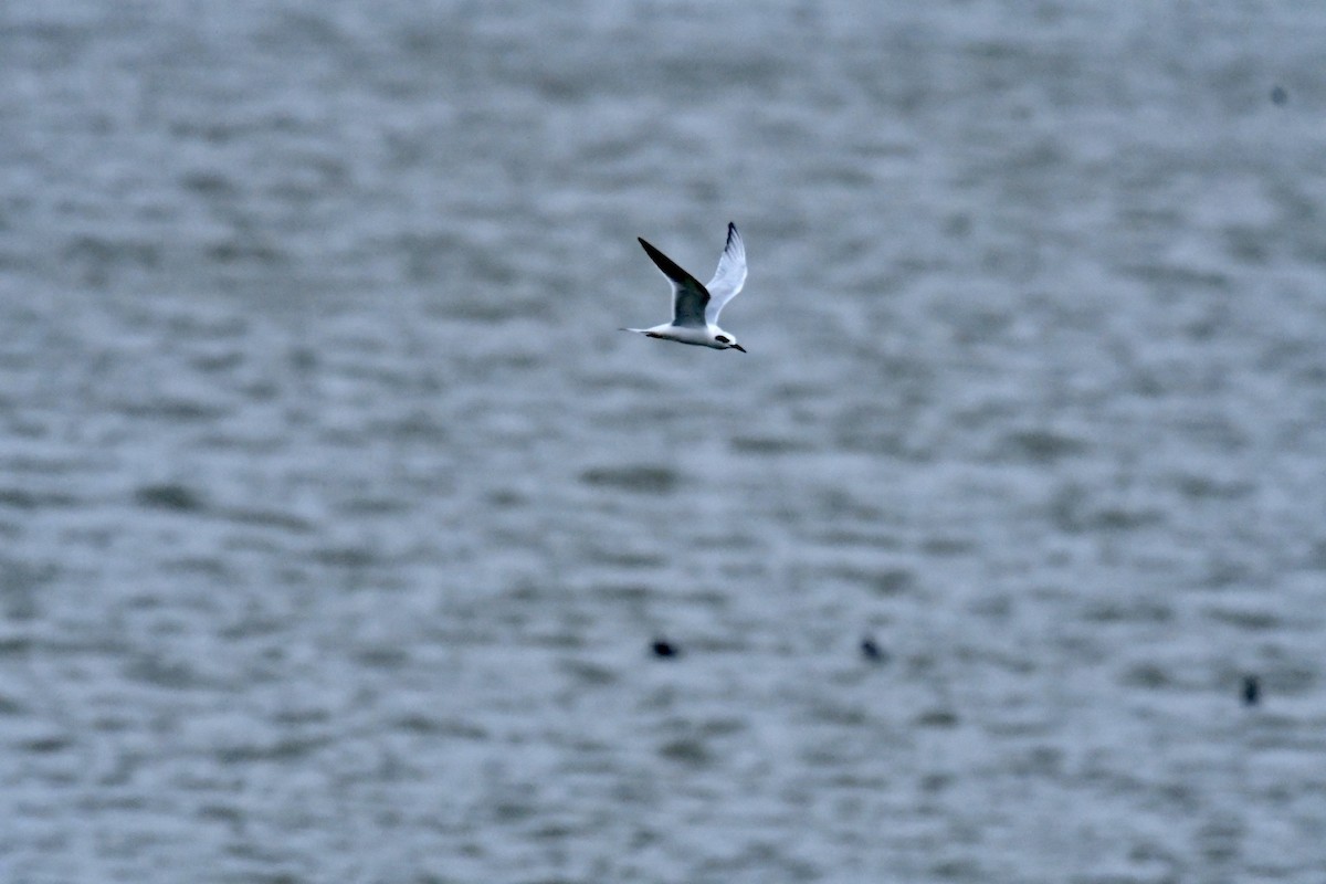 Forster's Tern - ML519794601