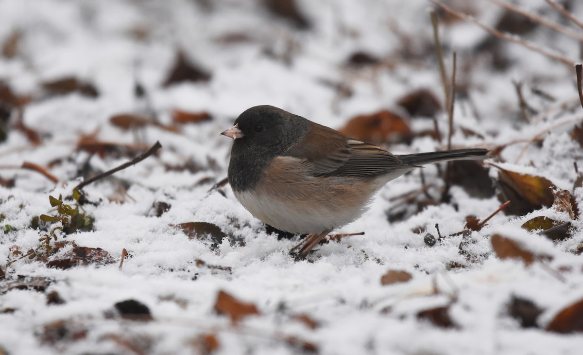 Dark-eyed Junco (Oregon) - ML519795101