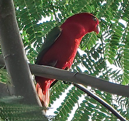 Chattering Lory - Noreen Rudd