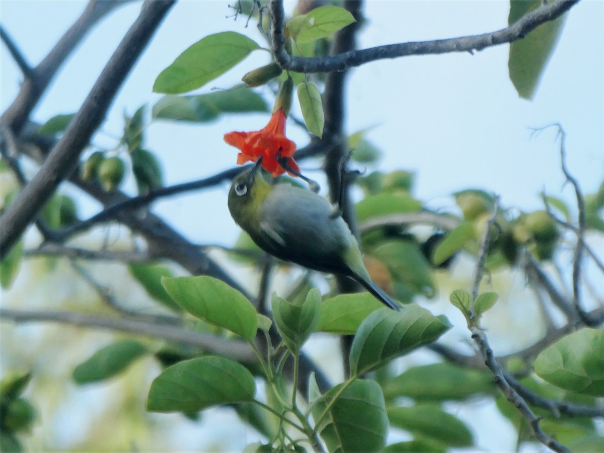 Warbling White-eye - ML519795331