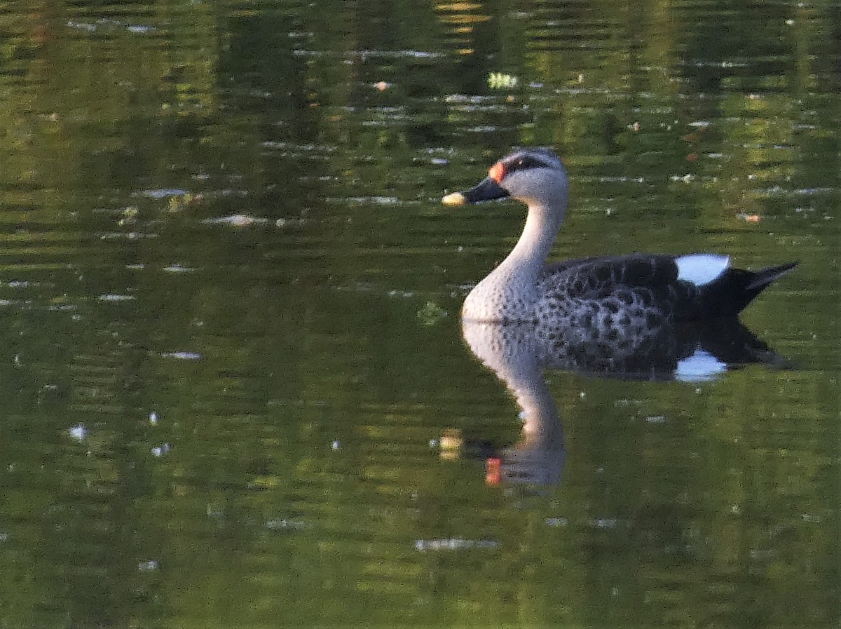 Indian Spot-billed Duck - ML519795501