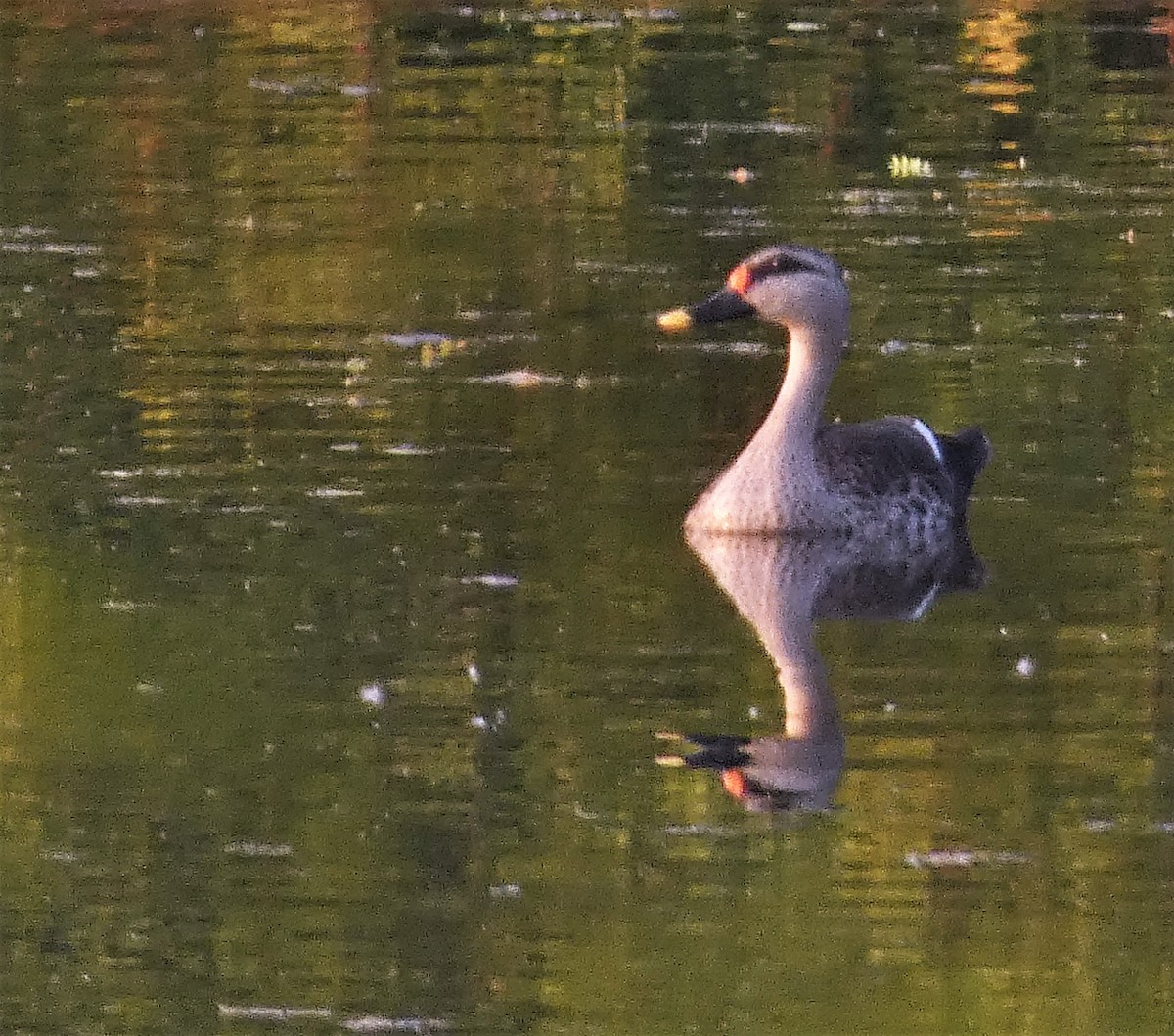 Indian Spot-billed Duck - ML519795511