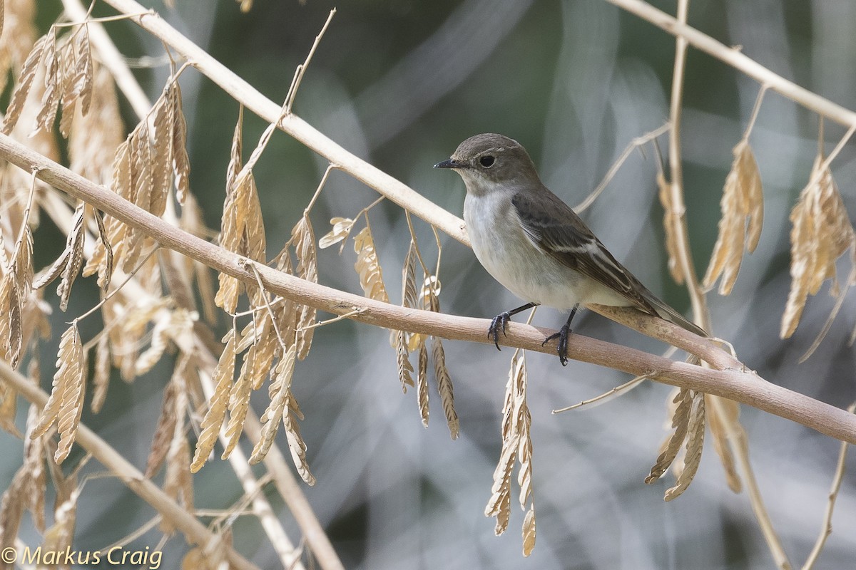 Semicollared Flycatcher - ML51979561