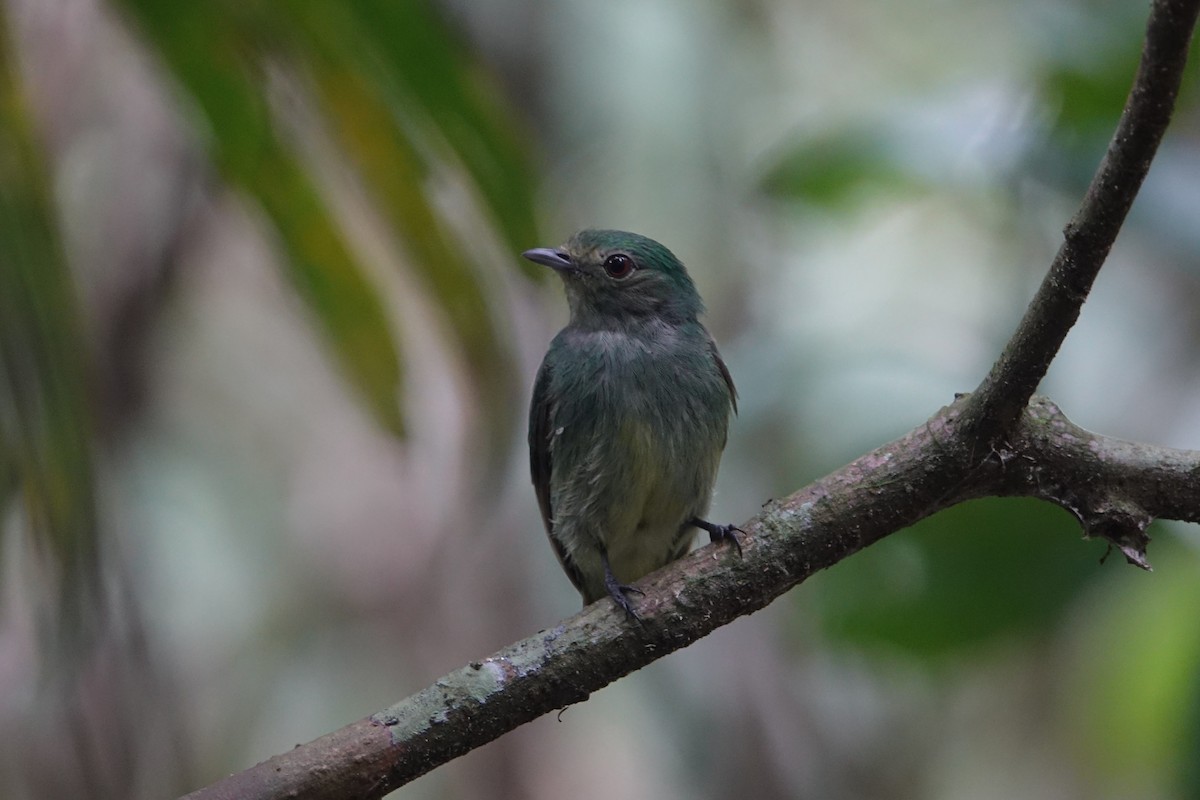 Blue-capped Manakin - ML519795781