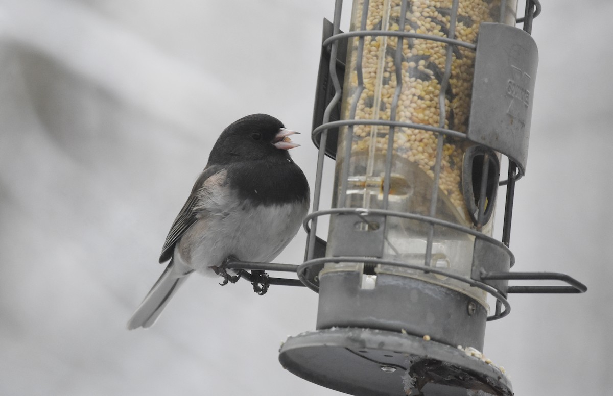 Dark-eyed Junco (cismontanus) - ML519795791